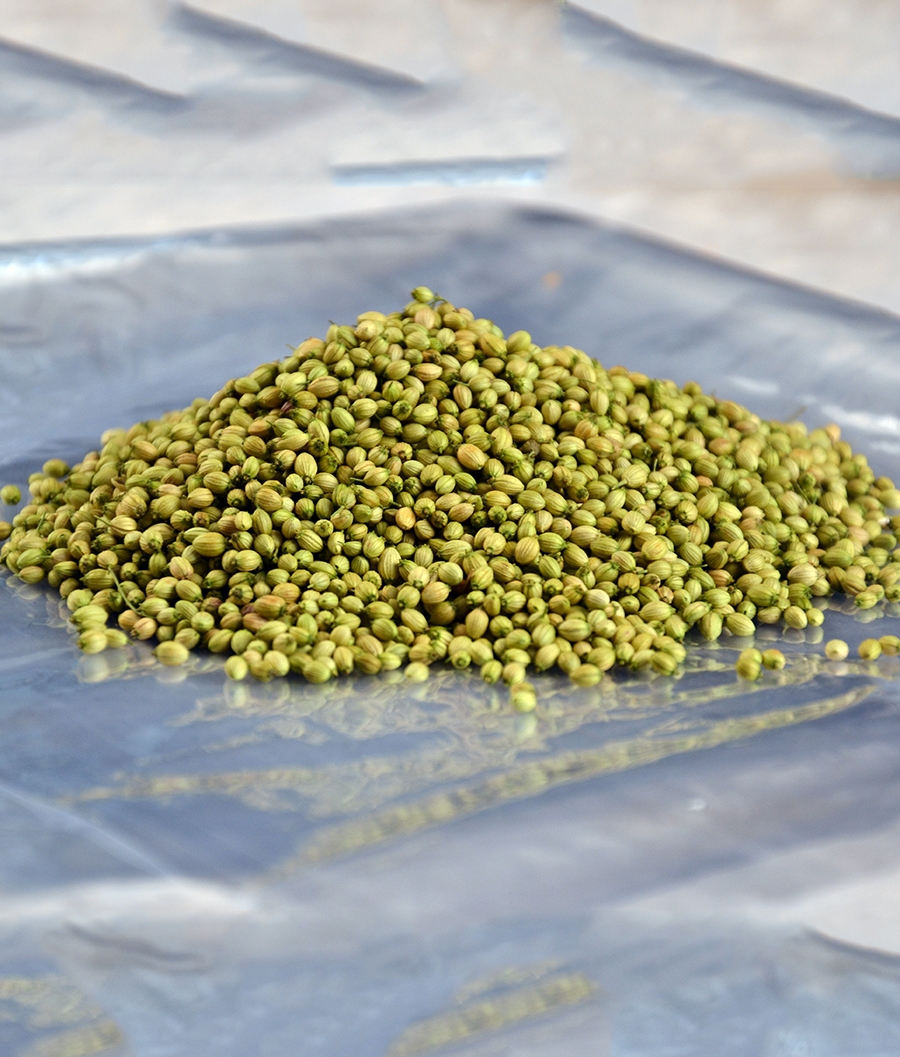 Coriander Whole – Angel Brand Spices